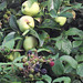 These are the ingredients for a great apple and blackberry crumble