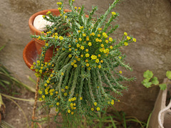 P7298528