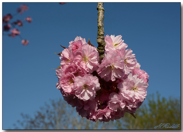 Cherry Blossom time