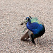 Peacock in the Grounds of Scone Palace