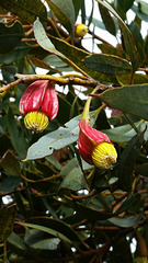 Fuschia gum