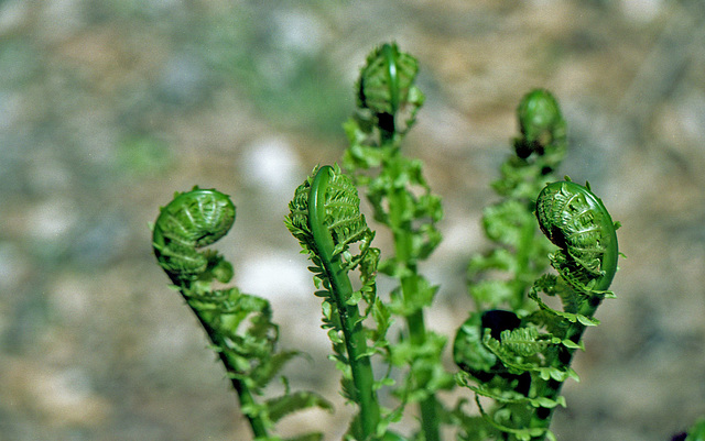 Fiddlehead Ferns Opening