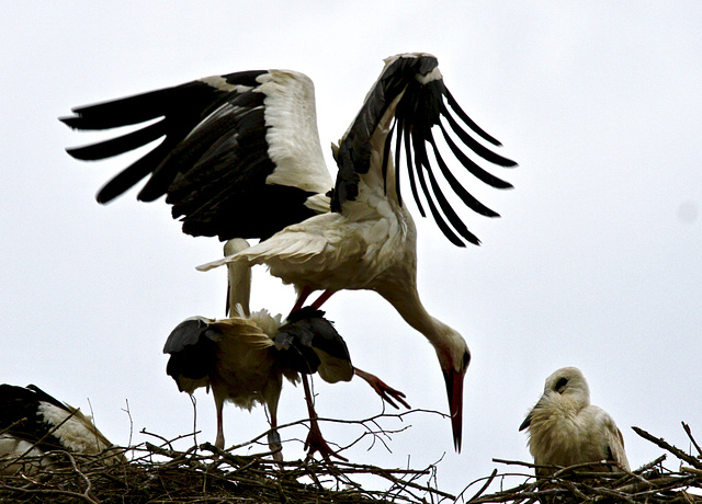 Störche im Nest