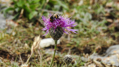 20190614 5218CPw [R~GB] Hummel, Castlemartin Range, Wales