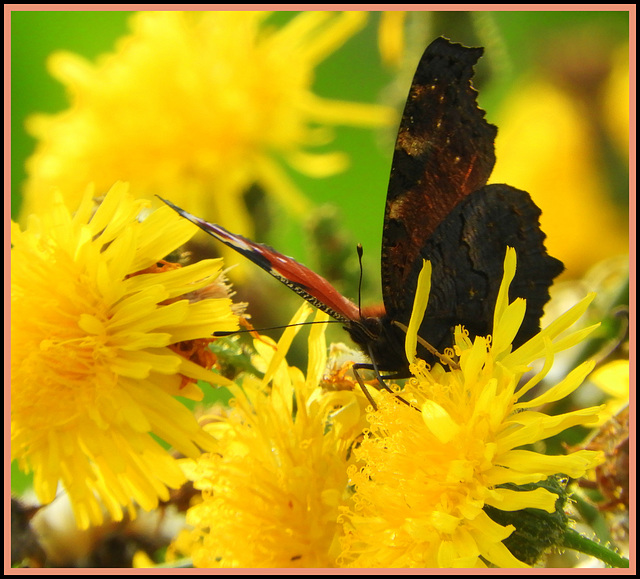 The Dandelion Eye