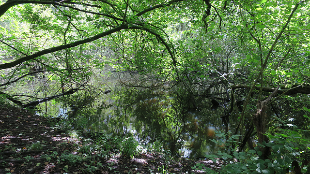 Dappled light in a pond