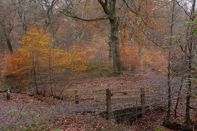 A walk in the woods