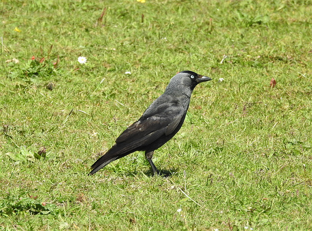 Jackdaw (Coloeus monedula)