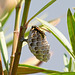 Französische Feldwespe (Polistes dominula) beim Nestbau