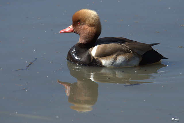 Nette rousse