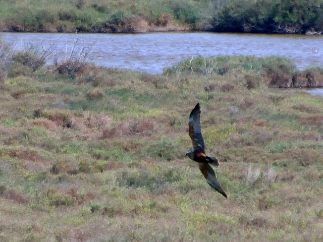 Marsh Harrier m (Circus aeruginosus) Busard des roseaux DSC 5041