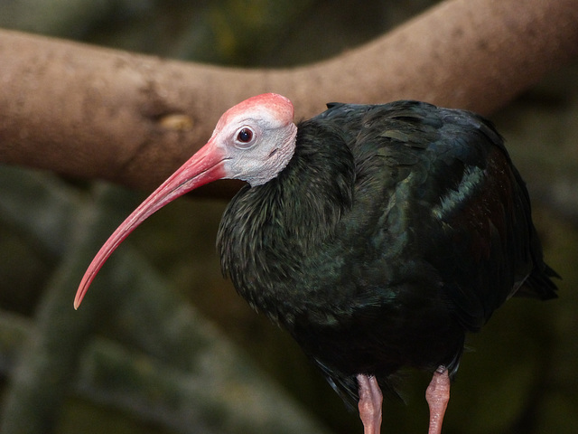 Southern Bald Ibis / Geronticus calvus