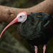 Southern Bald Ibis / Geronticus calvus