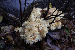 Conifer Coral Fungus