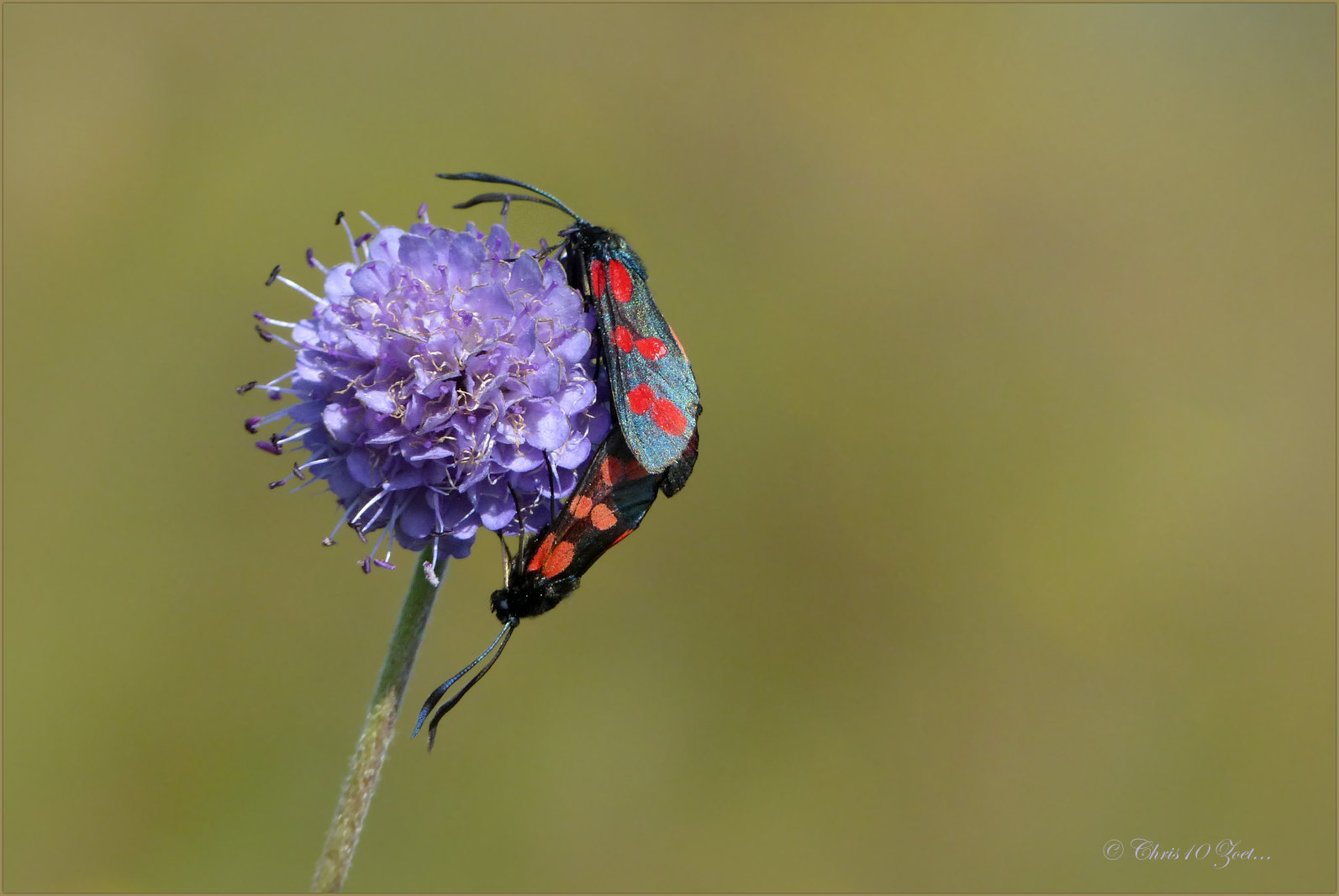 Couple of: Six-spot burnets ~ Sint-jansvlinders ~ Bloeddropjes (Zygaena filipendulae)...