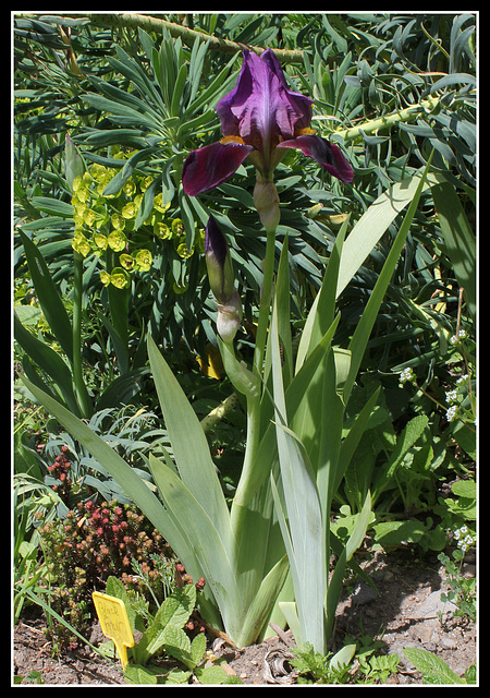 Iris Cameroun (7)