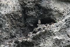 Great Horned Owl and Chicks