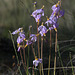 Bonneville Shooting Star