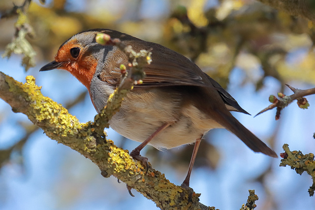 EOS 90D Peter Harriman 10 23 33 90098 robin2 dpp