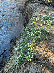 By the River Nairn, between Nairn and Cawdor