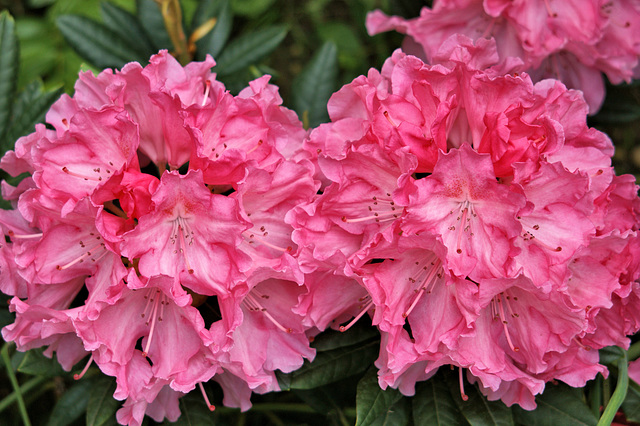 Mon Rhododendron en fleur