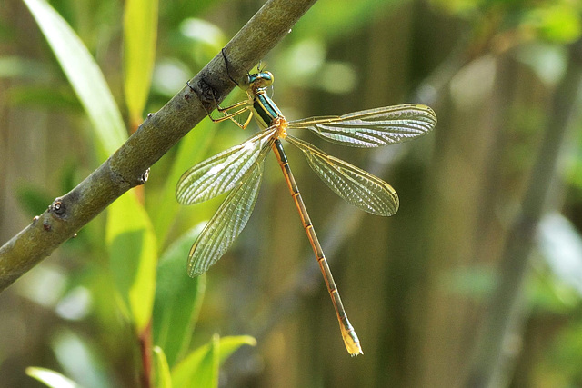 Small Spreadwing f (Lestes virens)