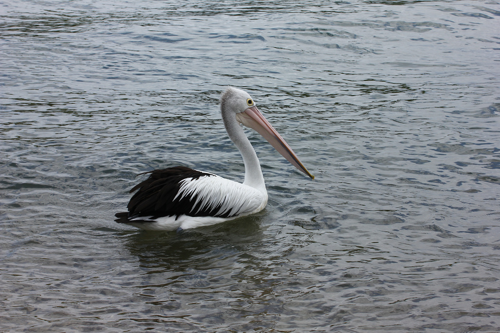 White Feathers