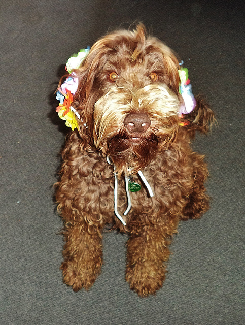 Coco with flower earmuffs