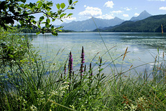 Weissensee - Westufer. ©UdoSm