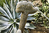 Welcome to the Club – Desert House, Princess of Wales Conservatory, Kew Gardens, Richmond upon Thames, London, England