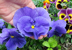 The largest Pansy