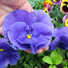 The largest Pansy
