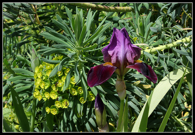 Iris Cameroun (8)