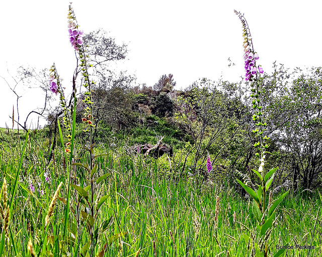 Foxglove Country