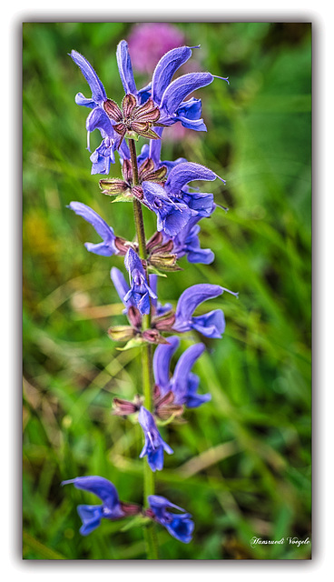 Wiesensalbei Blüte