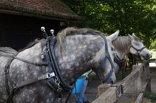 ipernity: Heavy horses - by Badly