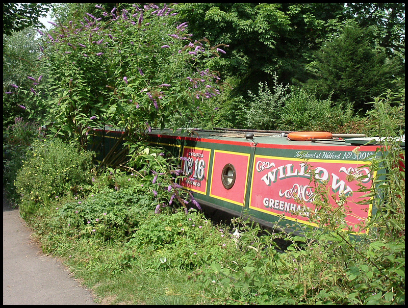 Willow in summer