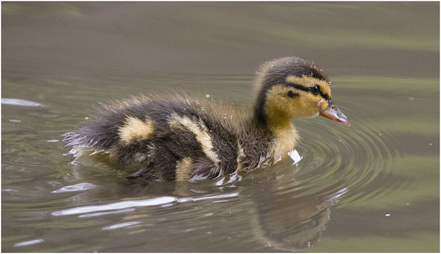 IMG 9437 Duckling