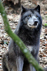 Loup du Canada = Canis lupus (Canidé)
