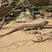 Sagebrush Lizard