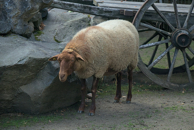 IMG 4340