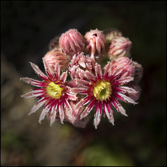 Dos ulls amb corona Dos ulls amb corona