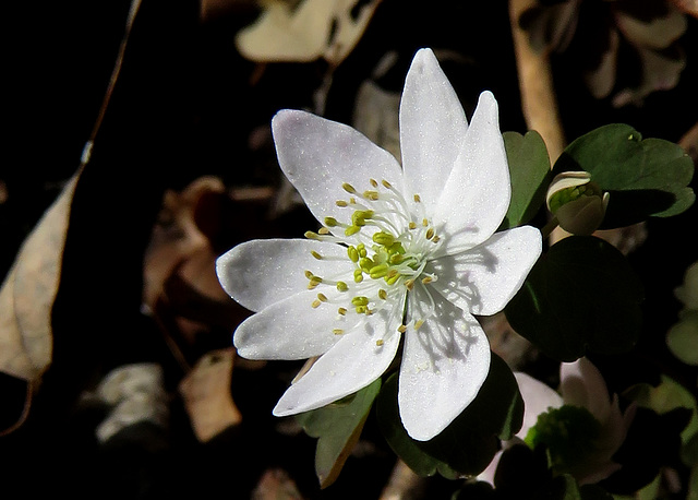 Rue Anemone