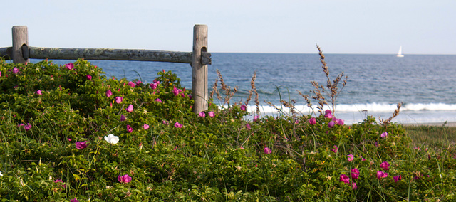 Maine Beach