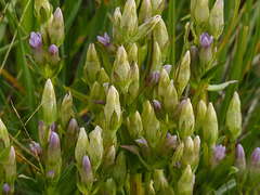 Northern Gentian / Gentianella amarella