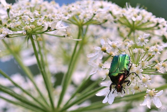 Cétoine dorée - Cetonia aurata - Forêt de Mérey - Eure