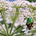 Cétoine dorée - Cetonia aurata - Forêt de Mérey - Eure