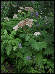 Tanacetum macrophyllum- Tanaisie à grandes feuilles