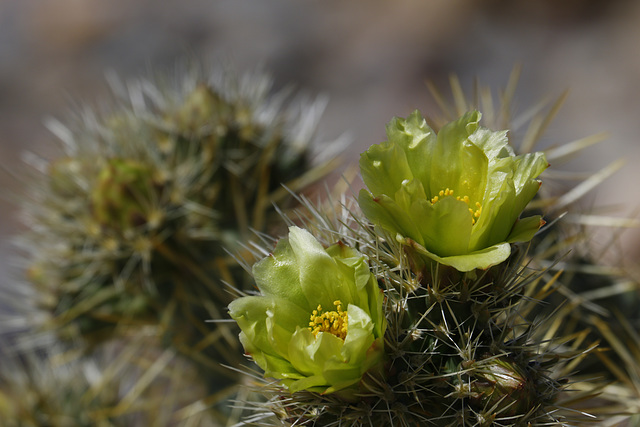 Jumping Cholla