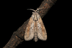 Phragmataecia parvipuncta (Hampson, [1893]), ♂